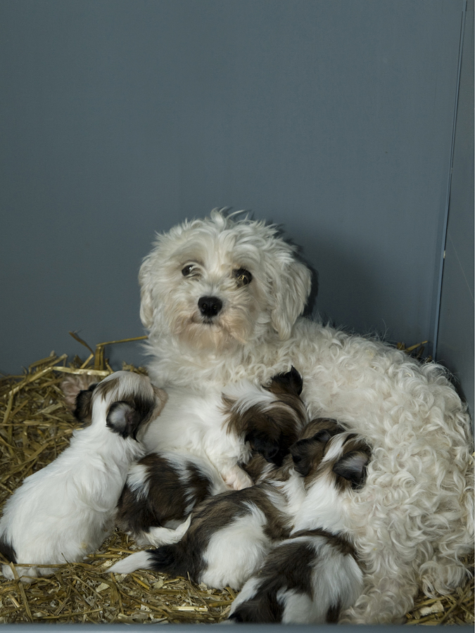Soort pups Kennel Alblasserwaard