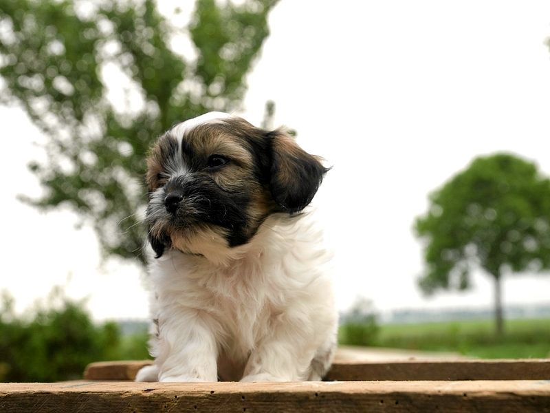 kaart scheerapparaat grillen Soort pups - Kennel Alblasserwaard