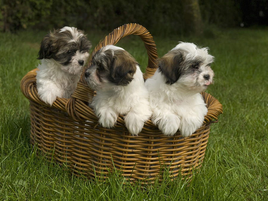 Vervloekt as Veroorloven Soort pups - Kennel Alblasserwaard