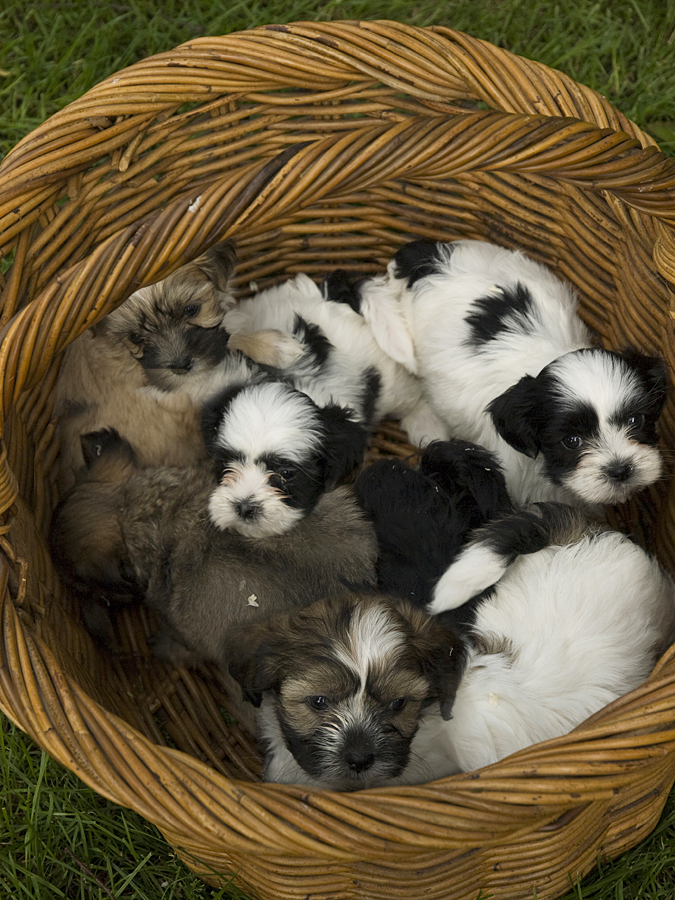 Vervloekt as Veroorloven Soort pups - Kennel Alblasserwaard