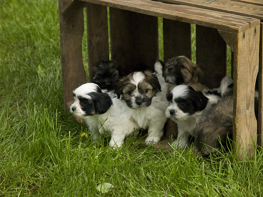 Kwaadaardig Kampioenschap Immigratie Soort pups - Kennel Alblasserwaard