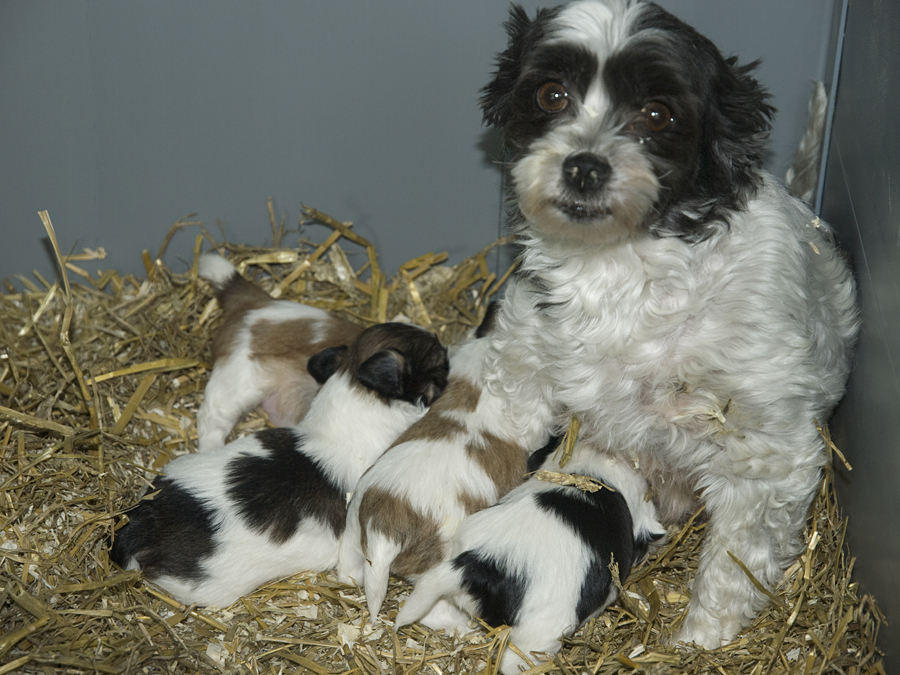 soort pups | kennel alblasserwaard