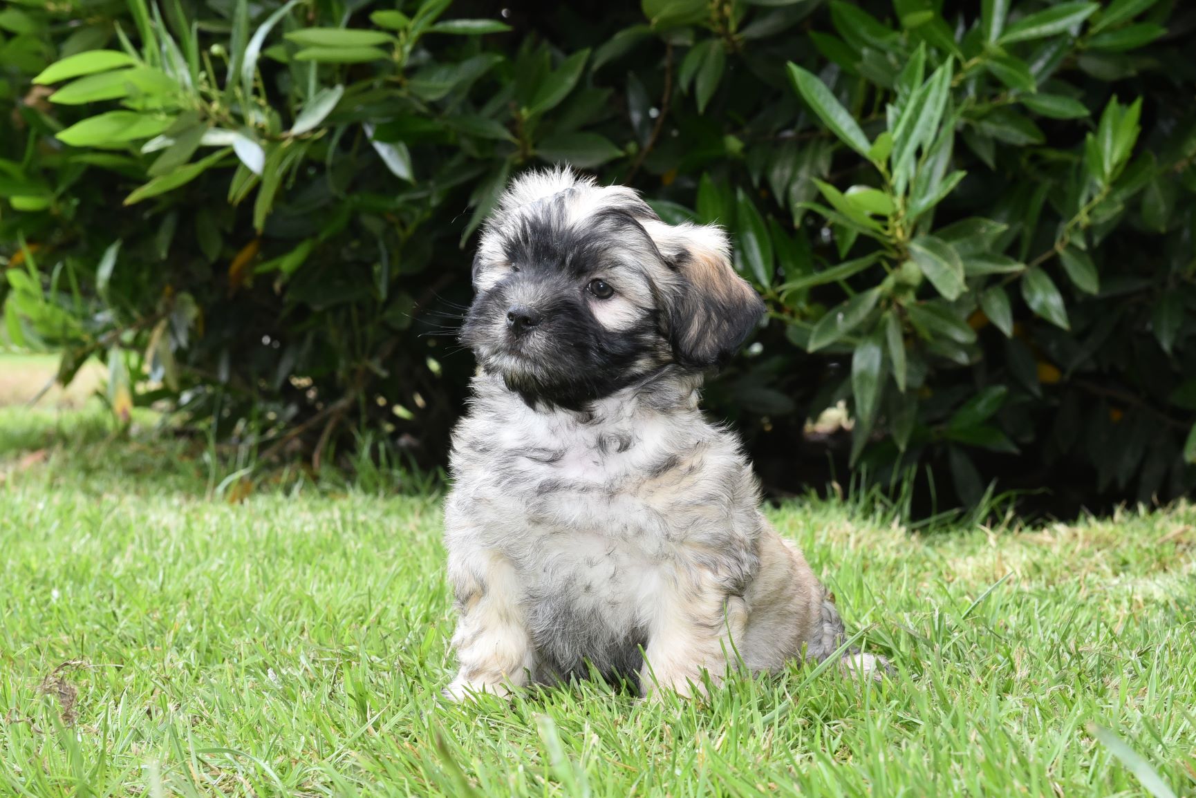 Vervloekt as Veroorloven Soort pups - Kennel Alblasserwaard