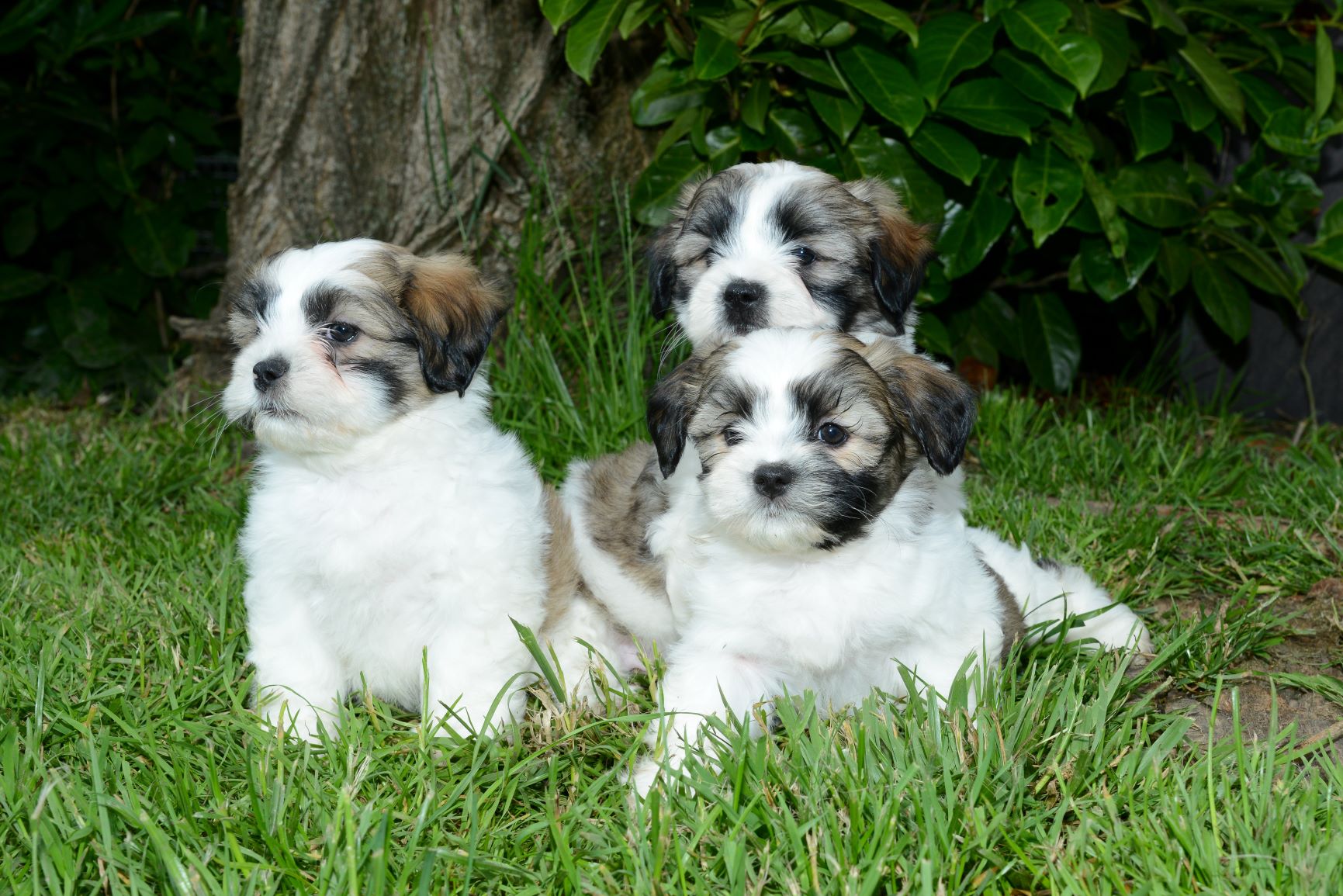 kaart scheerapparaat grillen Soort pups - Kennel Alblasserwaard